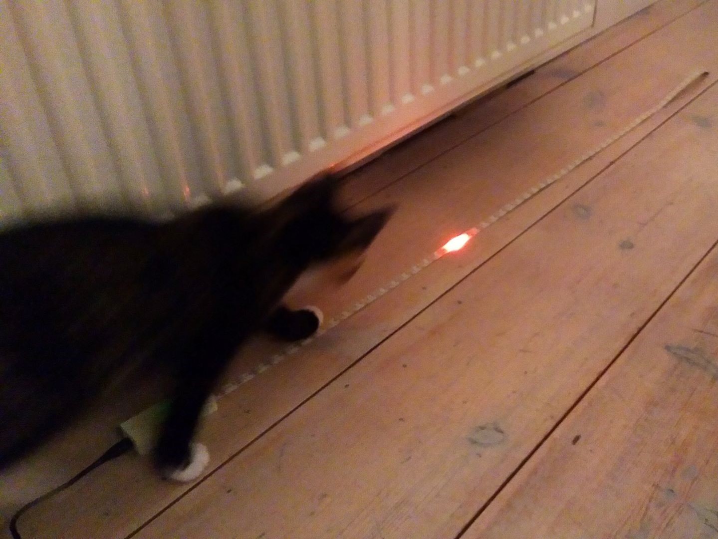 cat led strip toy cropped cat led strip toy cropped